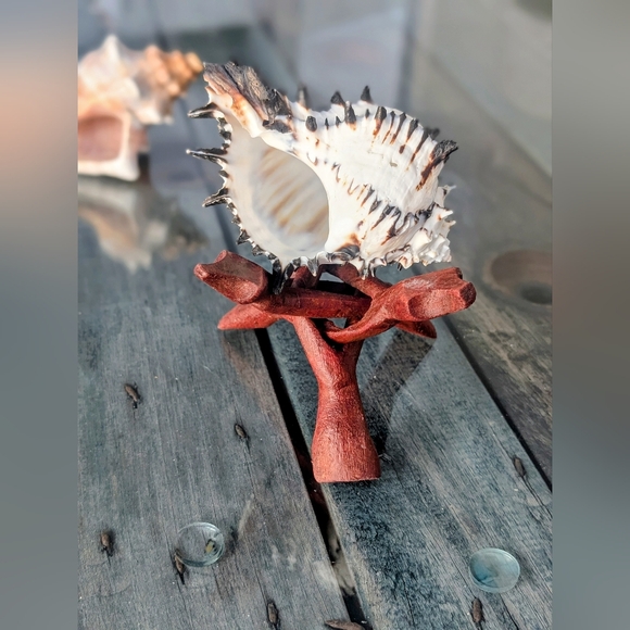 Seashell Collection - Picture 4 of 8